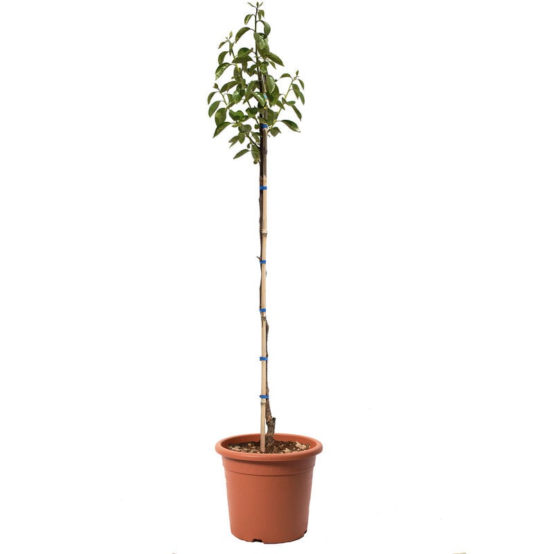 foto del prodotto pianta caco mela hana fuyu alberello di cachi piante dvere da frutto vaso 24 cm