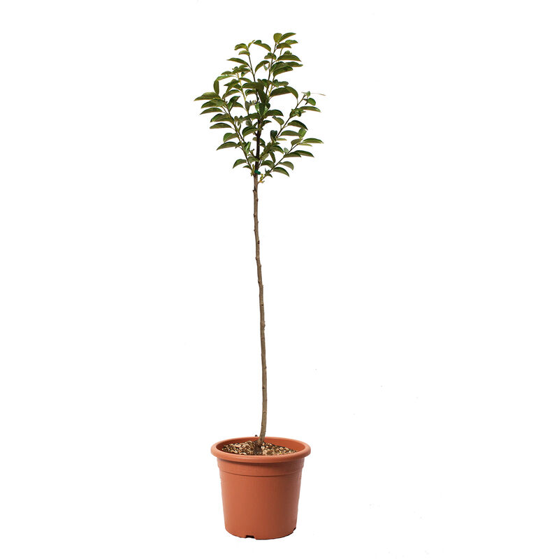 foto del prodotto pianta caco tipo albero di cachi piante vere da frutto vaso 24 cm