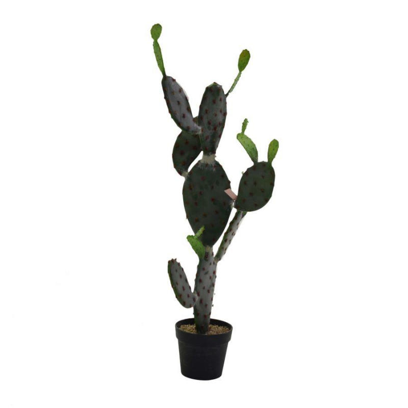 foto del prodotto pianta cactus c vaso nero cm60x45h119