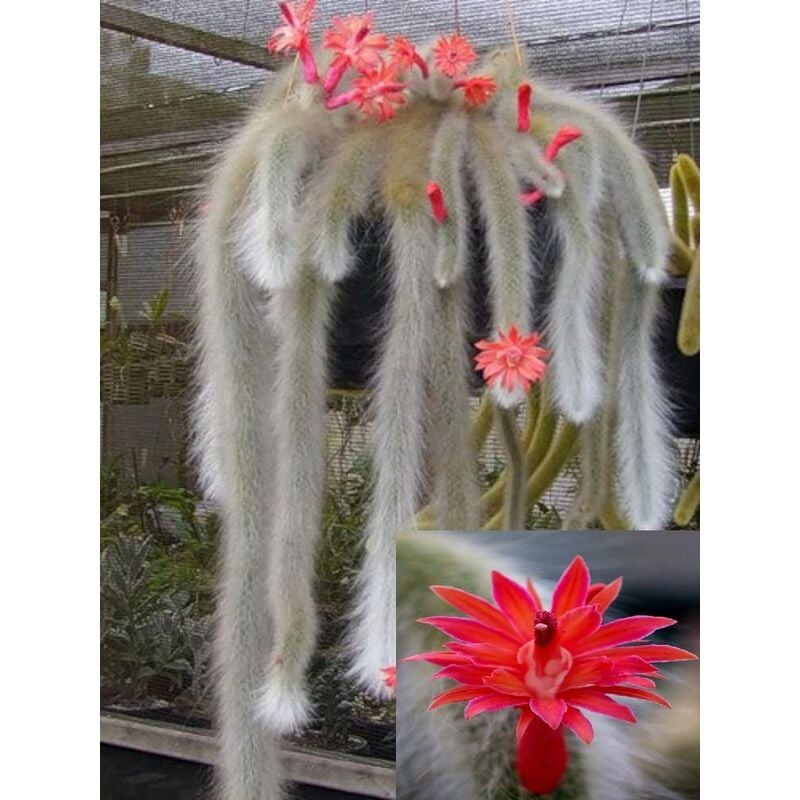 foto del prodotto pianta cactus coda di scimmia hildewintera colademononis bolivia foto reali