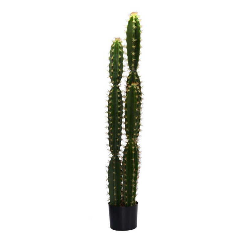foto del prodotto pianta cactus con vaso tondo cm 18h124