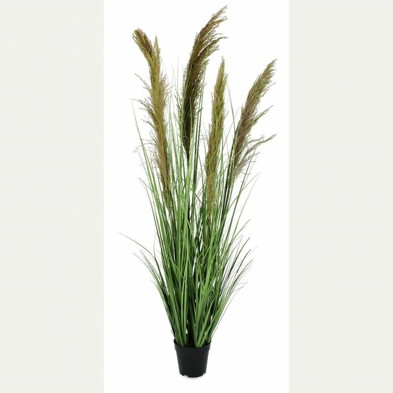 foto del prodotto pianta carine pampas verde marrone con vaso h145