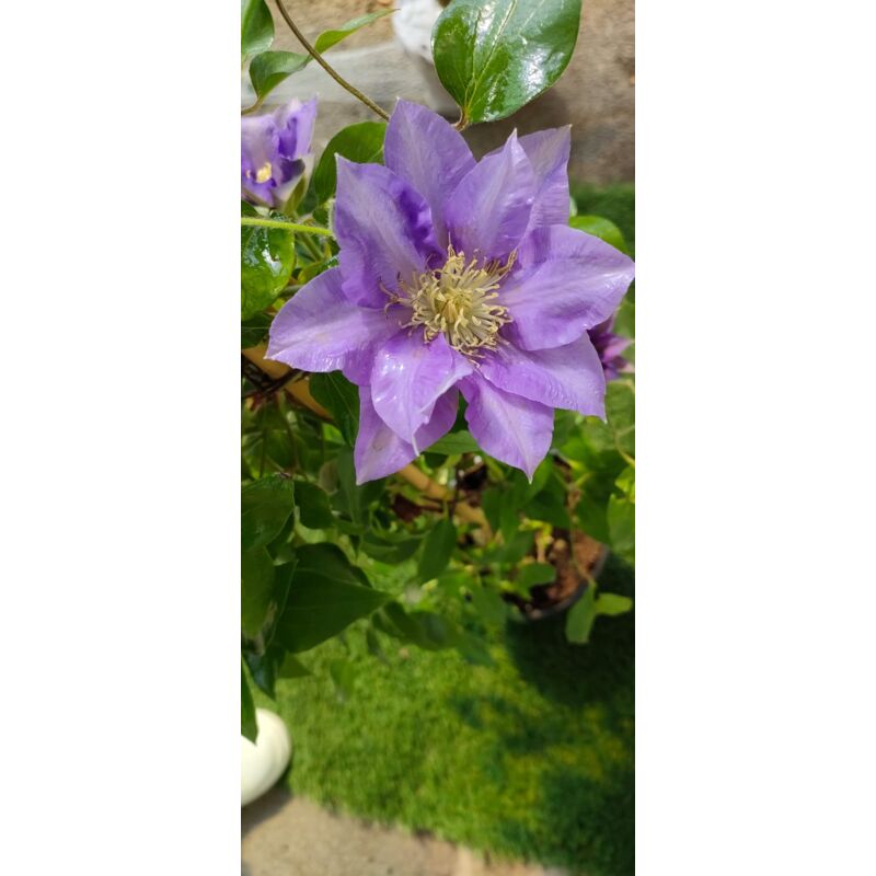 foto del prodotto pianta clematis boulevard h 70cm colore viola