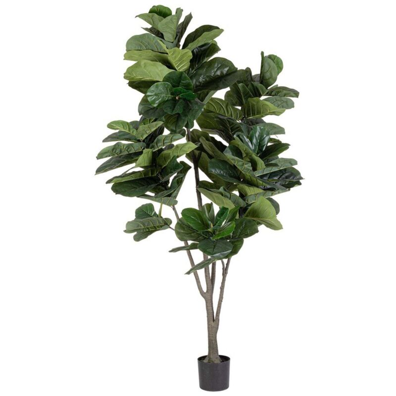 foto del prodotto pianta con vaso 153fogl h190 - ficus lyrata