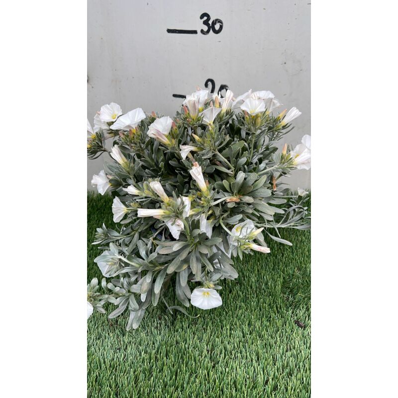 foto del prodotto pianta convolvulus cneorum vaso 14, foto reali