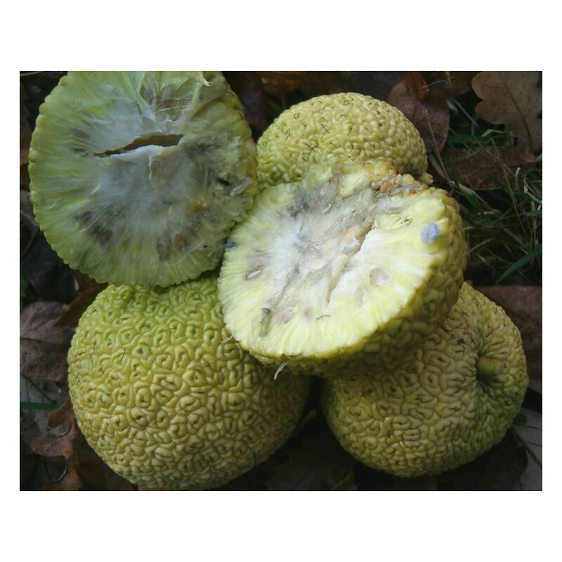 foto del prodotto pianta di arancio degli osagi o maclura pomifera foto reali h 140cm