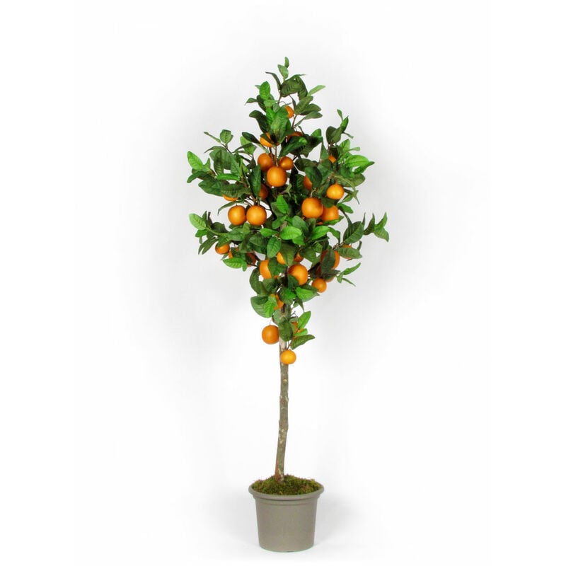 foto del prodotto pianta di arancio seminaturale • frutti arancioni • tronco naturale • h. da 125 cm a 300 cm - 250