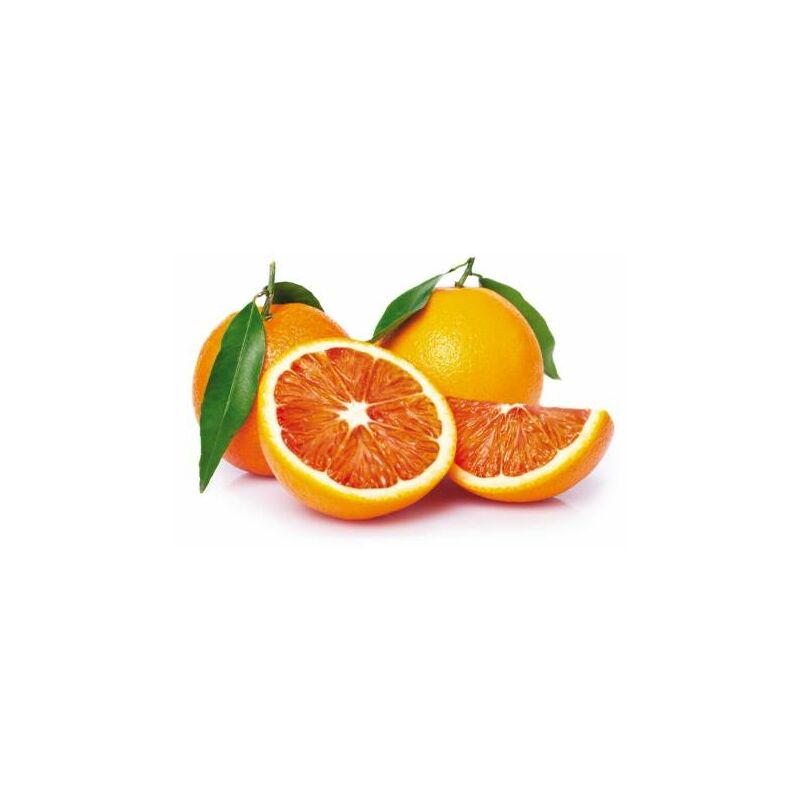 foto del prodotto pianta di arancio tarocco scir in fitocella