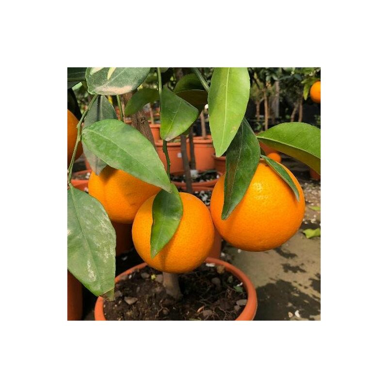 foto del prodotto pianta di arancio thompson vaso 20cm