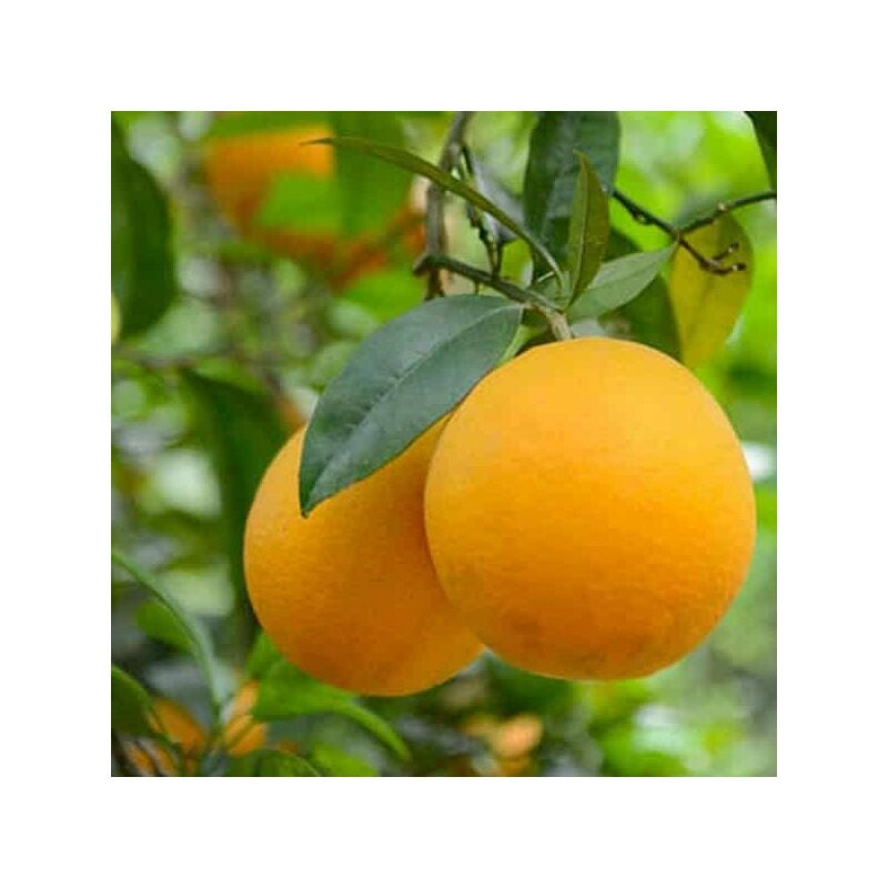 foto del prodotto pianta di arancio valencia in fitocella