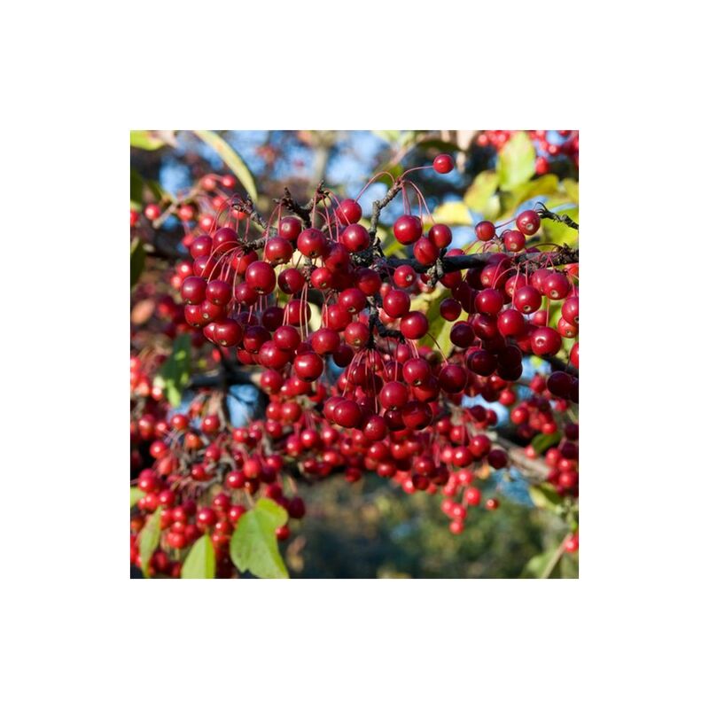 foto del prodotto pianta di aronia arbutifolia brilliant foto reali h 80cm piccoli frutti