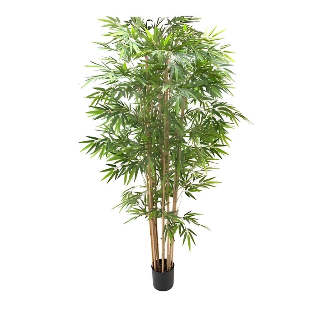 foto del prodotto pianta di bamboo 230 cm x 2480 foglie