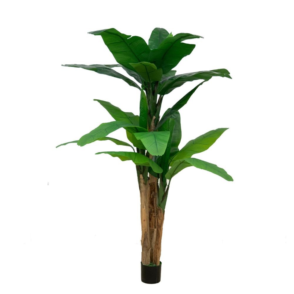 foto del prodotto pianta di banano 200 x 200 cm con vaso