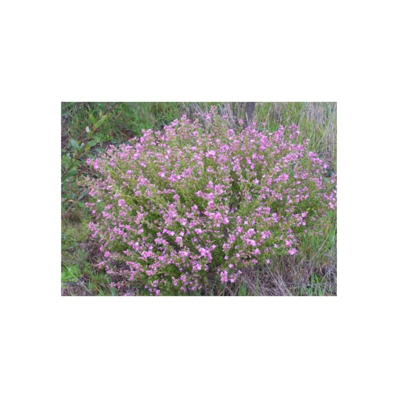 foto del prodotto pianta di boronia crenulata foto reali vaso 14cm pianta perenne fiori rosa