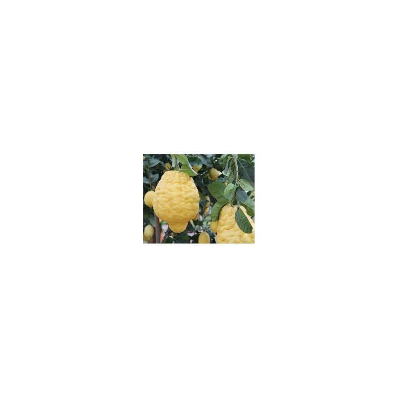 foto del prodotto pianta di cedro maxima, cedro gigante, citrus medica maxima foto reali h150cm