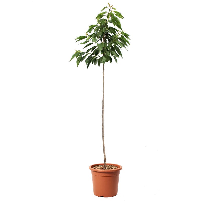 foto del prodotto pianta di ciliegio bigarreau burlat alberello da frutto ciliegia vaso 24 cm