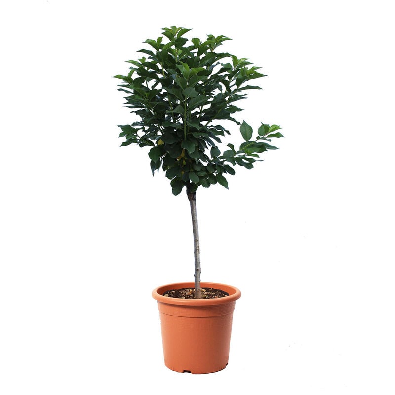 foto del prodotto pianta di ciliegio nano prunus avium alberello da frutto ciliegia vaso 24 cm