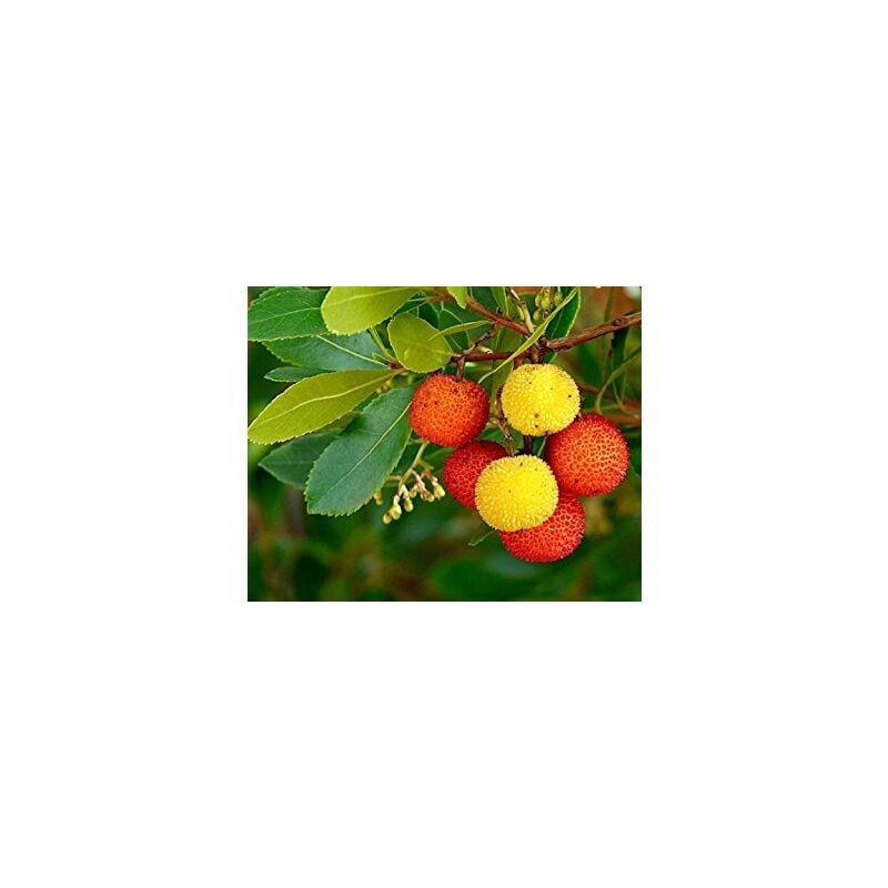 foto del prodotto pianta di corbezzolo arbutus unedo vaso 18cm