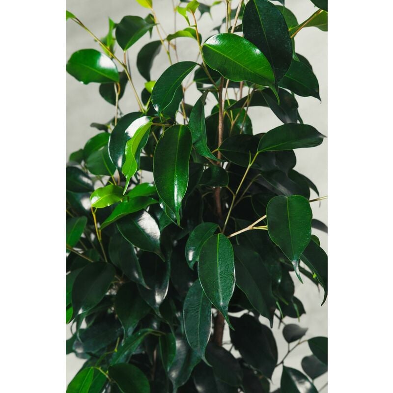foto del prodotto pianta di ficus benjamina danielle vaso 16cm h 110cm foto reali pianta vera