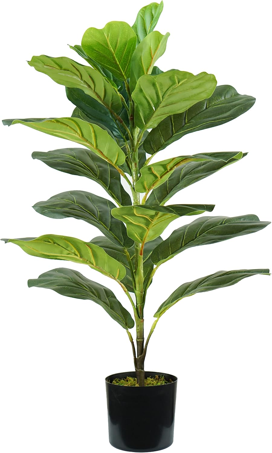 foto del prodotto pianta di ficus lyrata in polietilene con 21 foglie, 75 cm
