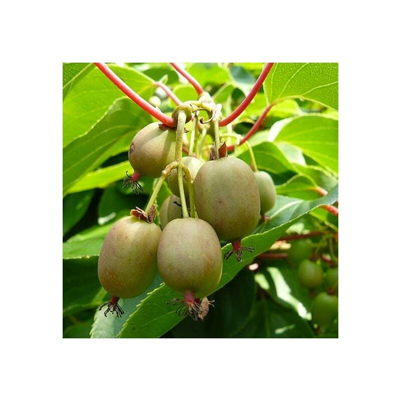 foto del prodotto pianta di kiwi actinidia arguta weiki senza pelo