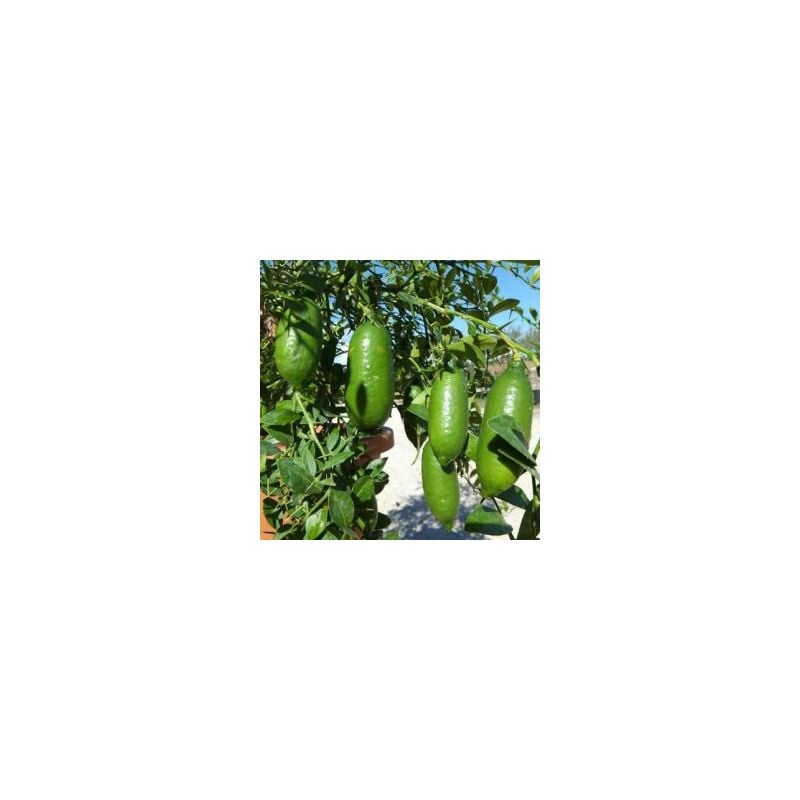 foto del prodotto pianta di limone caviale finger lime piante di agrumi vari colori foto reali colore arancio