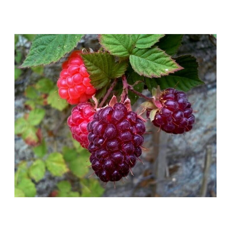 foto del prodotto pianta di loganberry ibrido mora lampone rubus loganobaccus h 110cm foto reali