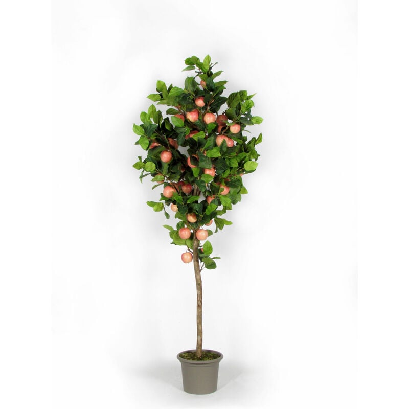 foto del prodotto pianta di melo seminaturale • frutti rossi/rosa • tronco naturale • h. da 125 cm a 300 cm - 220