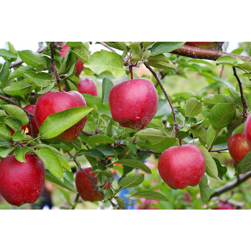 foto del prodotto pianta di melo starkspur red delicious vaso 24cm