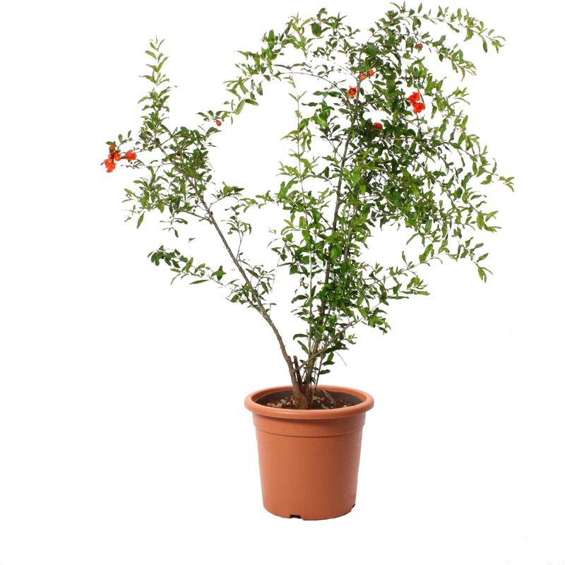 foto del prodotto pianta di melograno in vaso punica granatum piante vere da frutto pianta da esterno da giardino h 180 190 cm vaso 30 cm