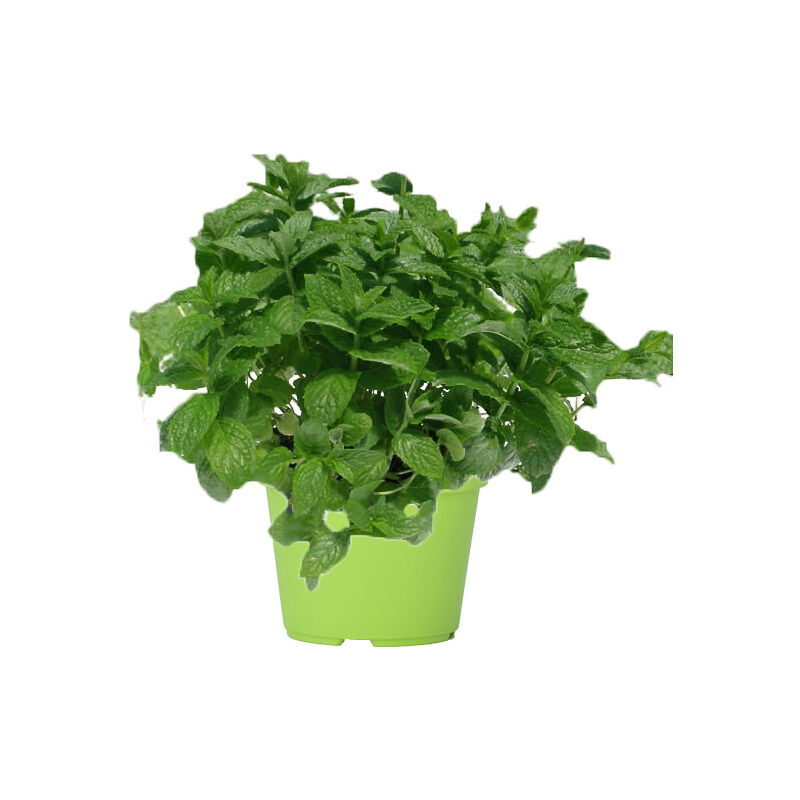 foto del prodotto pianta di menta vaso 14