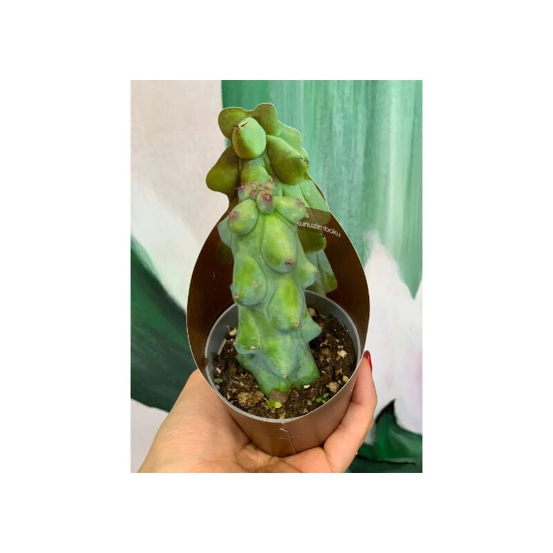 foto del prodotto pianta di myrtillocactus fukurokuryuzinboku, vaso 5,5cm, foto reali