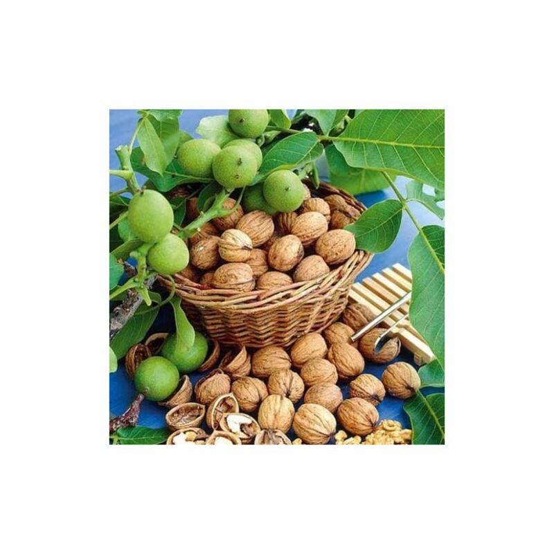 foto del prodotto pianta di noce lara innestata juglans regia h 180 cm in vaso