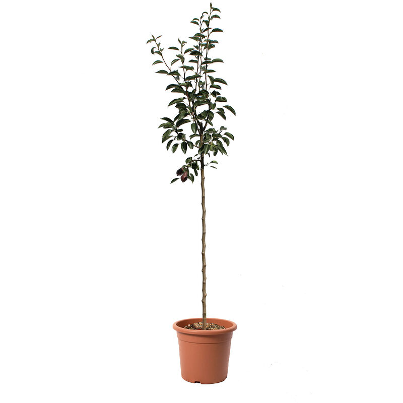 foto del prodotto pianta di pero william rosso pyrus communis piante da frutto vaso 28 cm