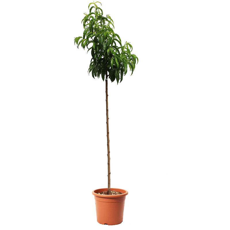 foto del prodotto pianta di pesco nettarina pesca noce prunus persica alberello da frutto vaso 24 cm