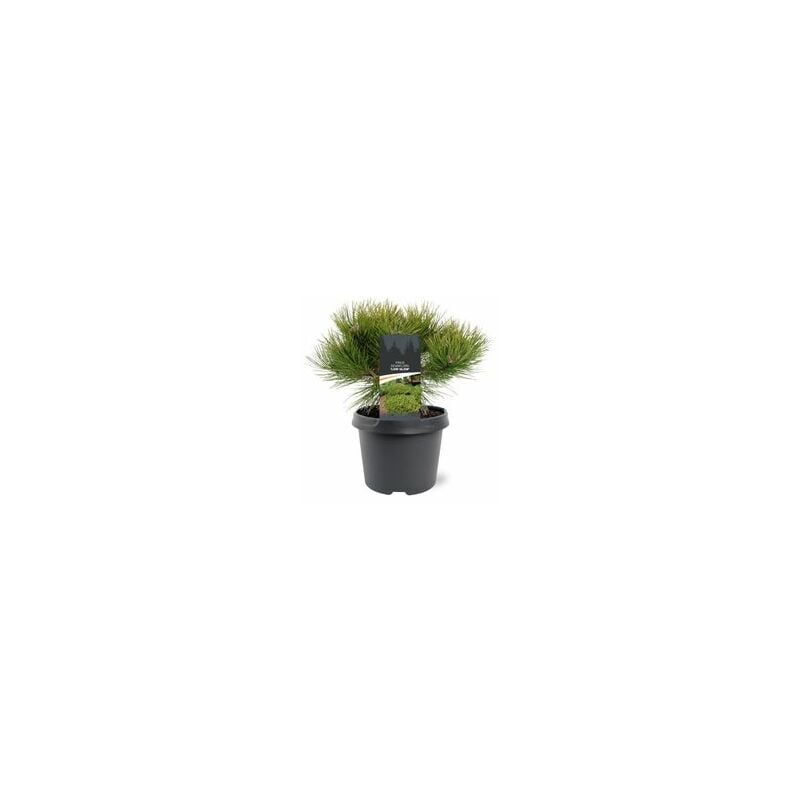 foto del prodotto pianta di pinus dens. low glow pino rosso giapponese foto reali vaso 20cm