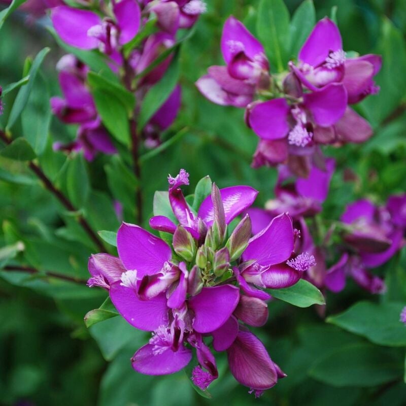 foto del prodotto pianta di polygala myrtifolia vaso 22cm