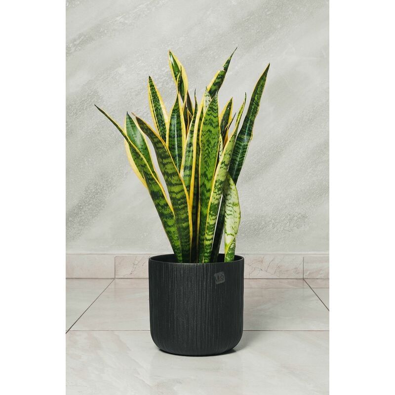 foto del prodotto pianta di sansevieria vaso 18cm foto reali h 60 cm