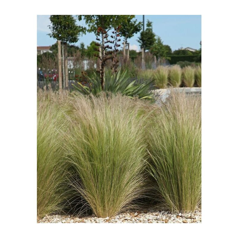 foto del prodotto pianta di stipa tenuissima vaso 24cm foto reali