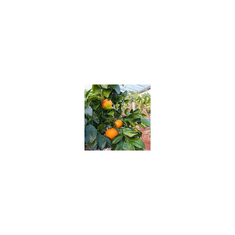 foto del prodotto pianta di tangelo thompson citrus reticulata x citrus paradisi incrocio tra clementino e pompelmo foto reali