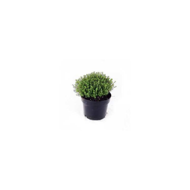foto del prodotto pianta di timo vaso 14cm aromatica