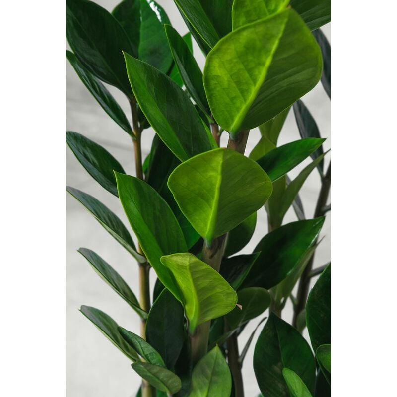 foto del prodotto pianta di zamioculcas zamilifolia pianta di padre pio