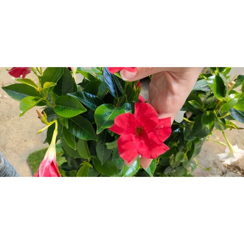 foto del prodotto pianta dipladenia vaso 14 foto reali colore rosa