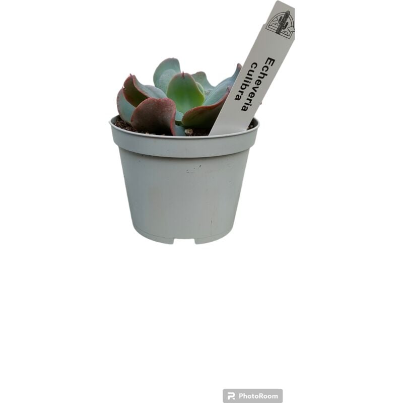 foto del prodotto pianta echeveria culibra, foto reali