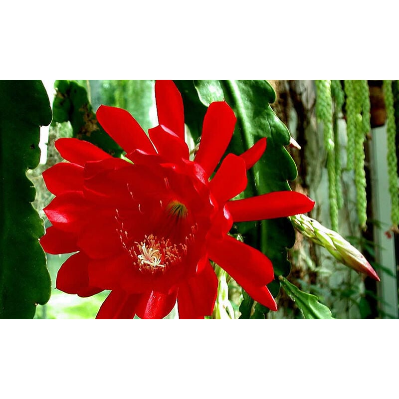 foto del prodotto pianta epiphyllum a fiore rosso grande in basket 18cm foto reali