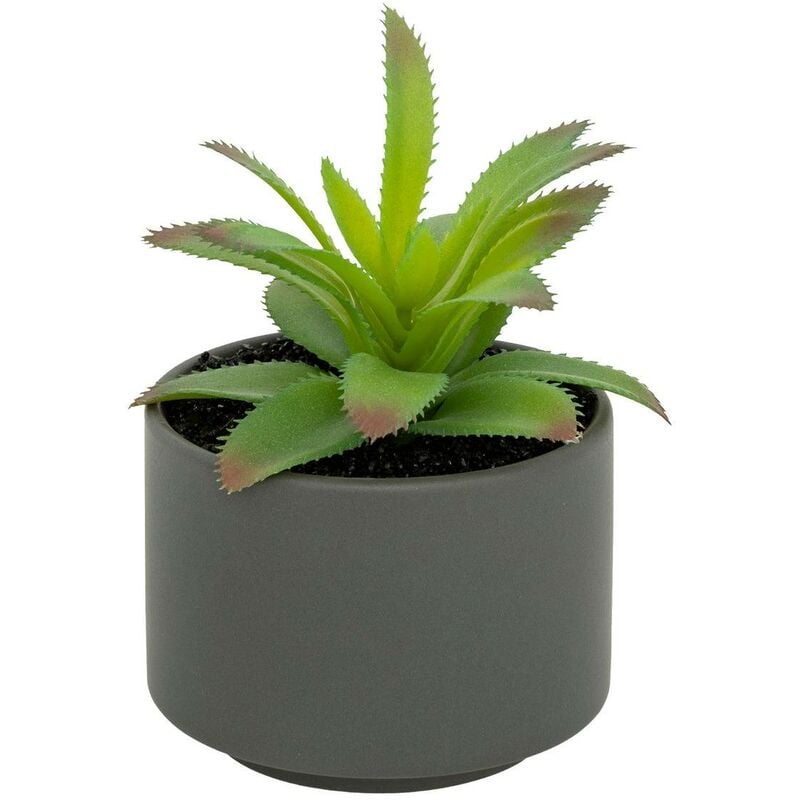 foto del prodotto pianta grassa in vaso h13 modello a grigio atmosphera cr ateur d int rieur