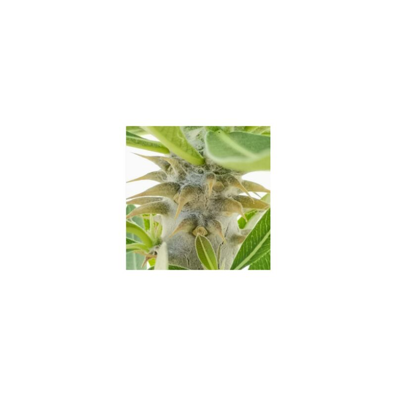 foto del prodotto pianta grassa pachypodium densiflorum, foto reali