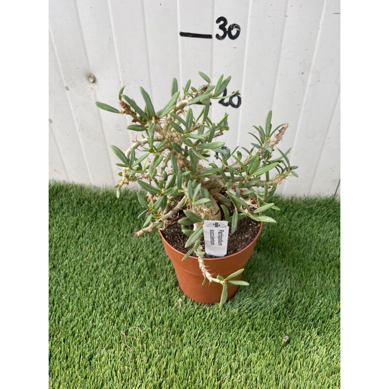 foto del prodotto pianta grassa pachypodium succulentum, foto reali