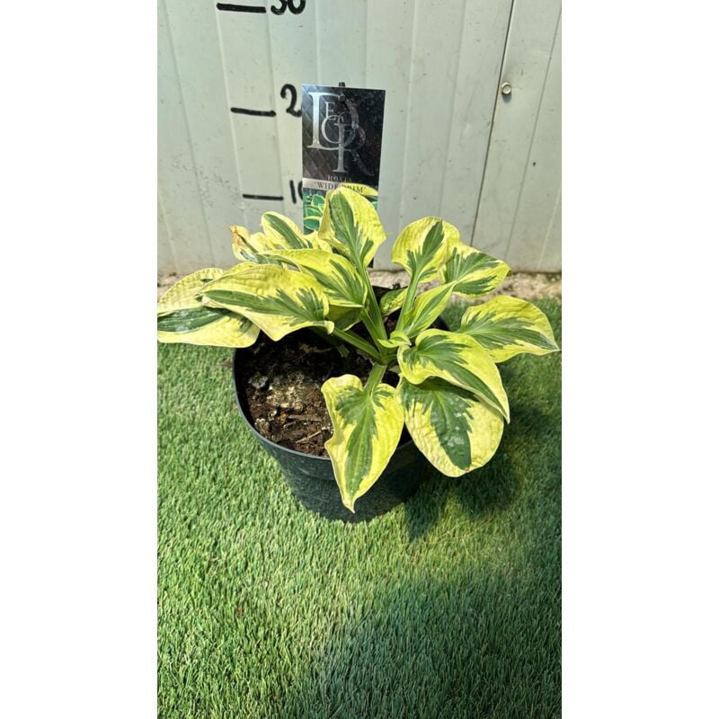 foto del prodotto pianta hosta wide brim, h30cm vaso 20, foto reali