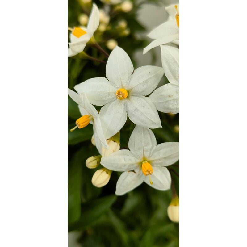foto del prodotto pianta solanum jasminoides, vaso 14 foto reali